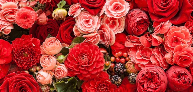 red flowers for shingles